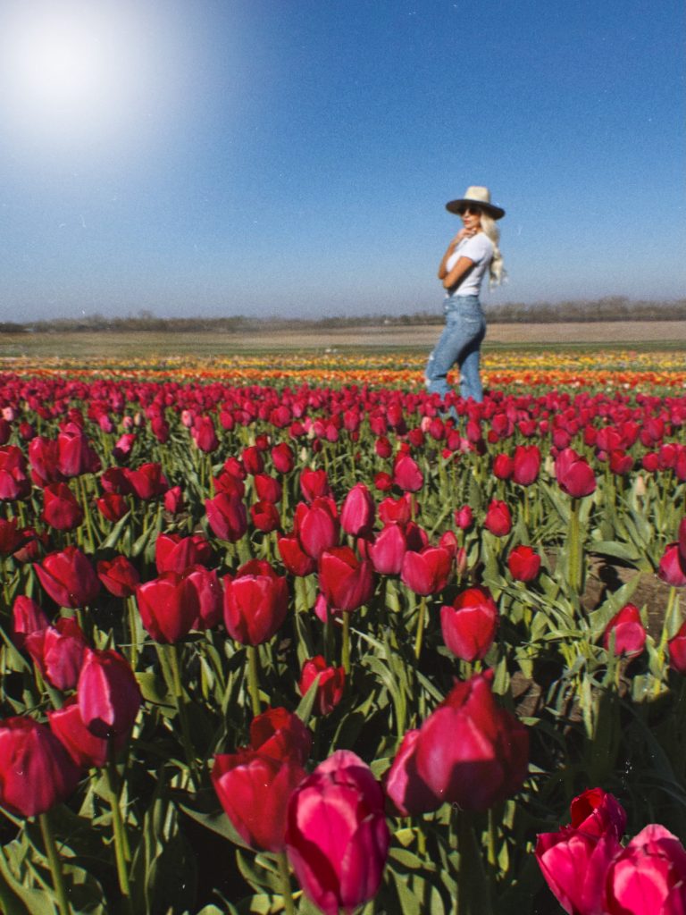 Beautiful tulip field